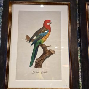 Picture frame with Parrot in watercolour