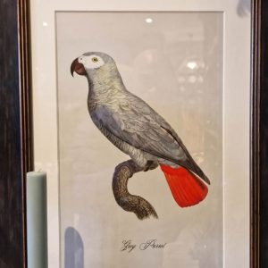 Picture frame with Parrot (grey) in watercolour